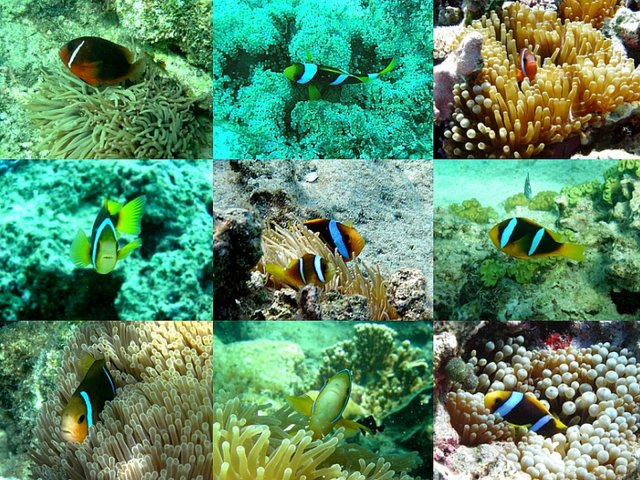 86- Poissons-clowns des iles Tonga 